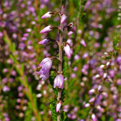 'Silver Knight' Heather  for rain gardens