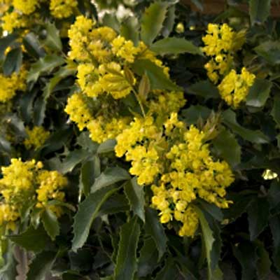Compact Oregon Grape for rain gardens