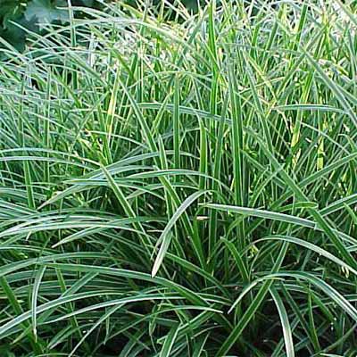 'Ice Dance' Japanese Sedge for rain gardens