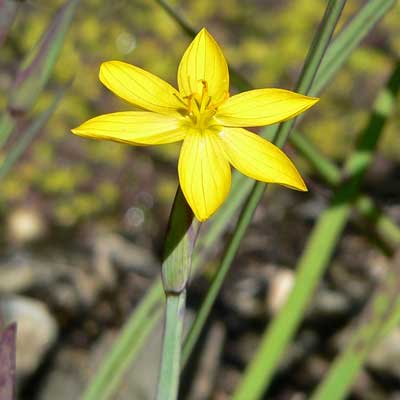 Yellow-Eyed Grass for rain gardens