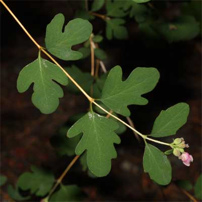 Snowberry for rain gardens