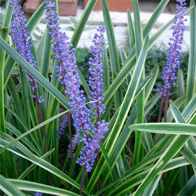 Variegated Lily Turfe for rain gardens