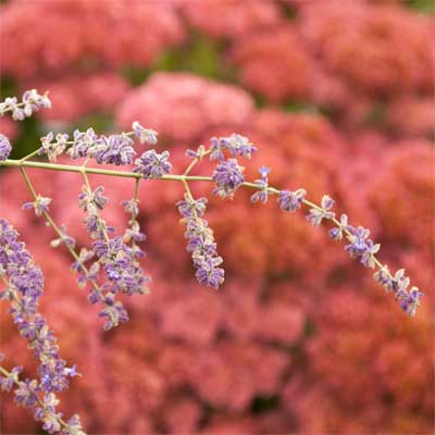 Russian Sage for rain gardens