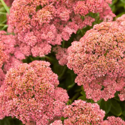 'Autumn Joy' Sedum  for rain gardens