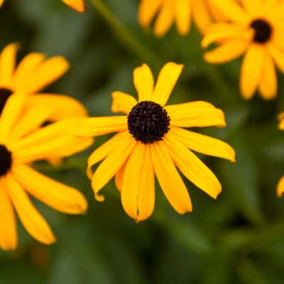 Black-eyed Susan for rain gardens