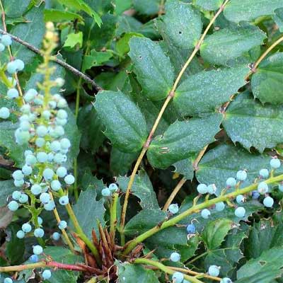 Low Oregon Grape  for rain gardens