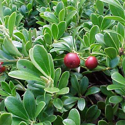 Kinnikinnick or Bearberry for rain gardens