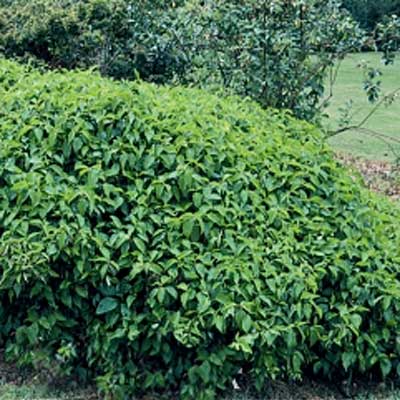 Kelsey Dwarf Dogwood for rain gardens