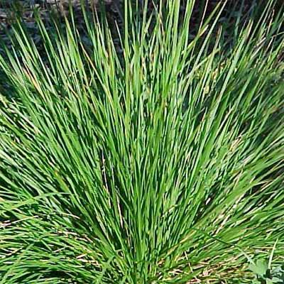 Tufted Hair Grass for rain gardens