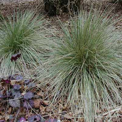 Blue Oat Grass for rain gardens