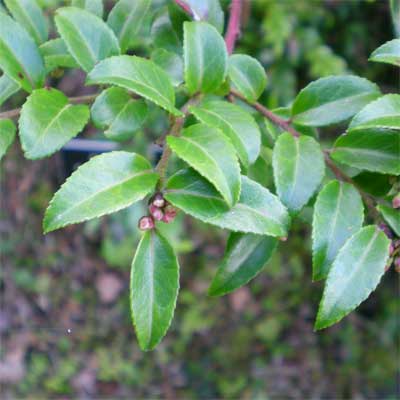 Evergreen Huckleberry for rain gardens