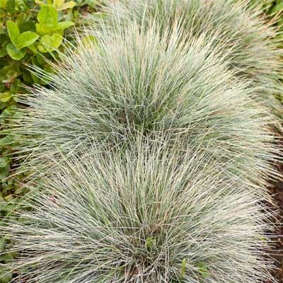 Blue Fescue for rain gardens
