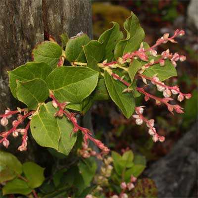 Salal for rain gardens