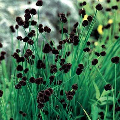 Dagger-leaf or Sword-leaf Rush for rain gardens