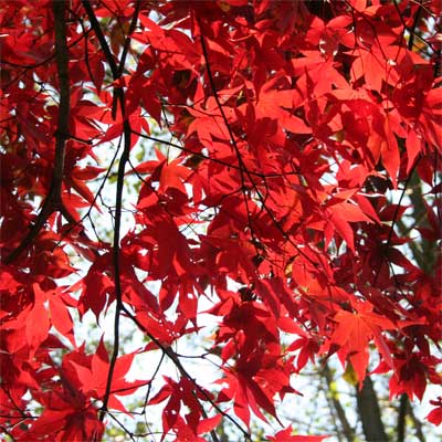 'Fireglow' Japanese Maple for rain gardens
