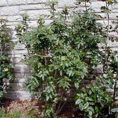 Tall Oregon Grape for rain gardens