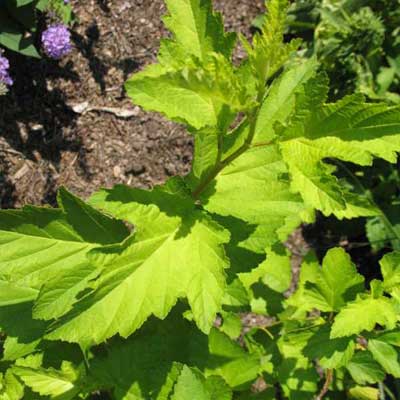 'Darts Gold' Ninebark for rain gardens