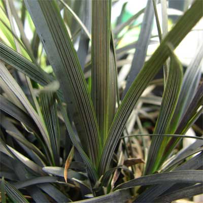 Black Mondo Grass  for rain gardens