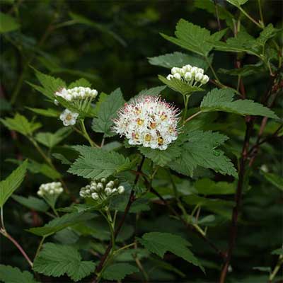 Pacific Ninebark for rain gardens