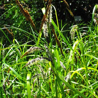 Slough Sedge for rain gardens