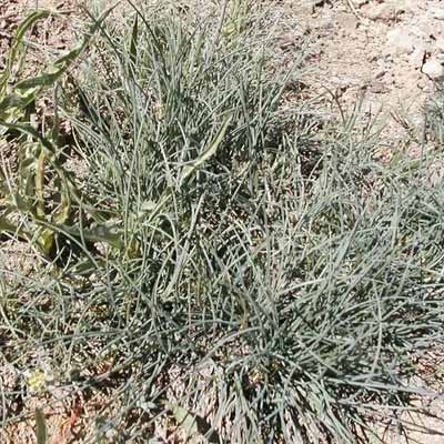 Idaho Fescue for rain gardens