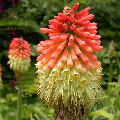 Red-Hot Poker for rain gardens