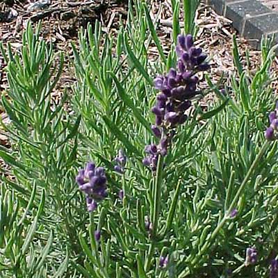 'Hidcote' English Lavender for rain gardens