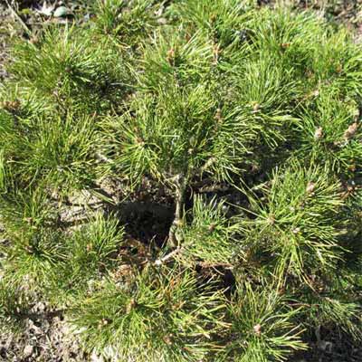 Dwarf Mugo Pine for rain gardens