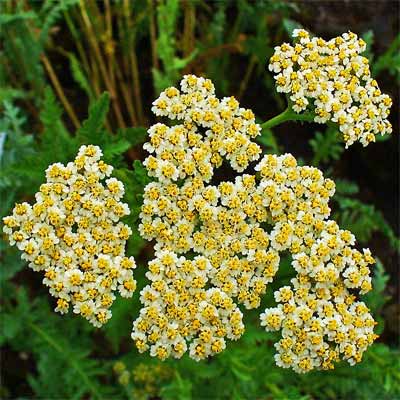 'Moonshine' Yarrow for rain gardens