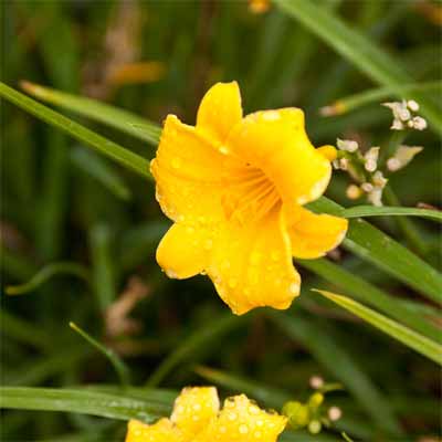 'Stella de Oro' Daylily for rain gardens