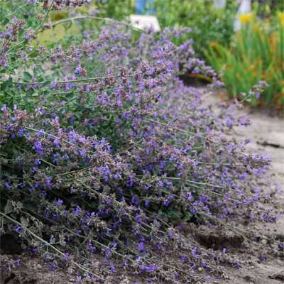 Nepeta for rain gardens
