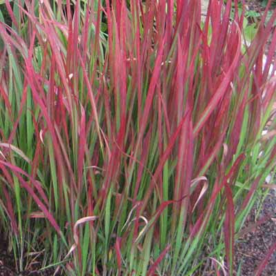 Mexican Feather Grass for rain gardens