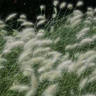 'Little Bunny' Dwarf Fountain Grass for rain gardens