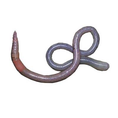 earthworm