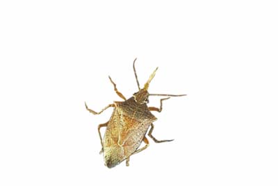soldier bug