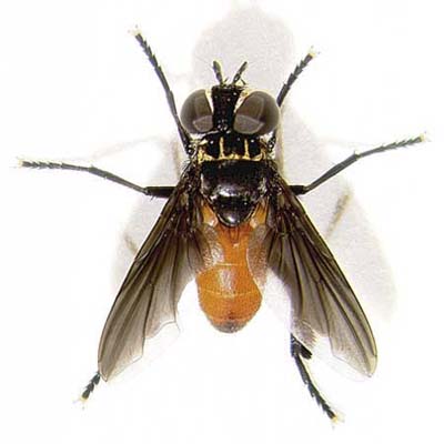 Tachinid Fly