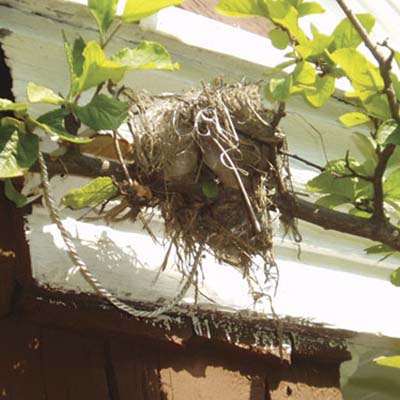 bird's nest on a tree