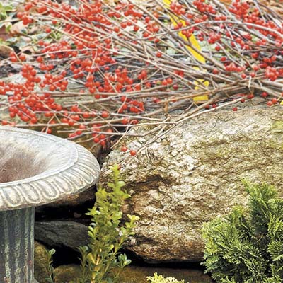twigs and branches are good plants for cold weather