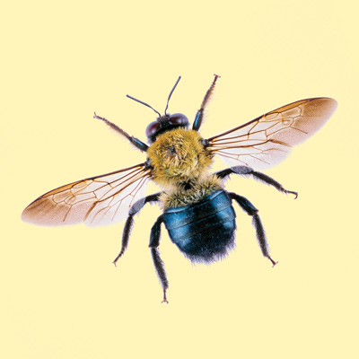 carpenter bee
