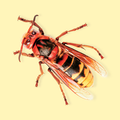 hornet