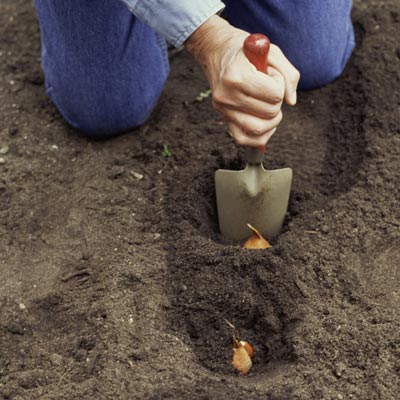 person kneeling in soil to plant bulbs