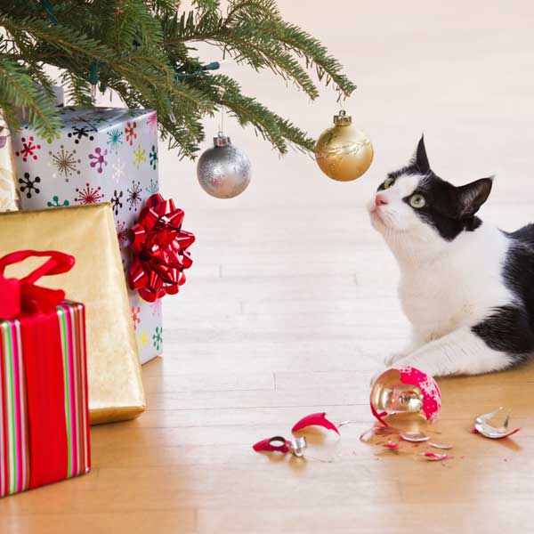 cat playing with Christmas tree ornaments
