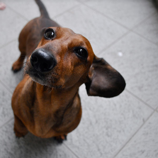 Dachshunds begging for food