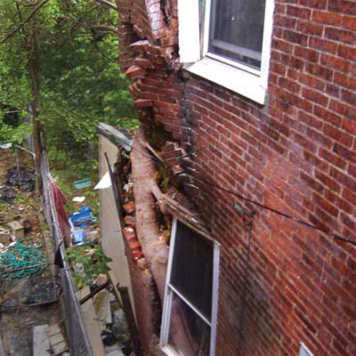 tree growing through the outer wall of a brick house from home inspection nightmares gallery twenty-seven