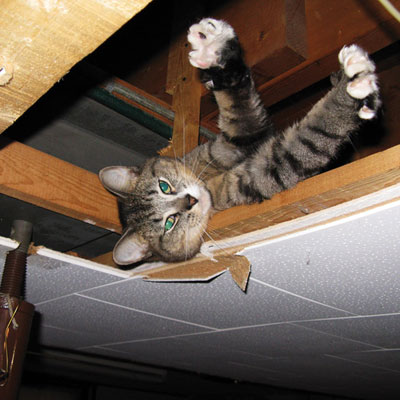 a cat stretches out in the framing area of a basement ceiling