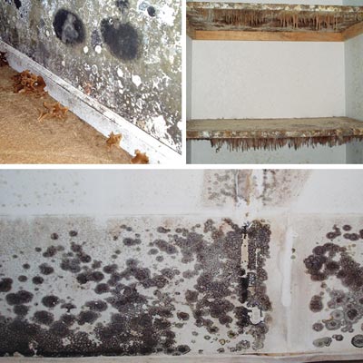 copious amounts of mold in an abandoned house