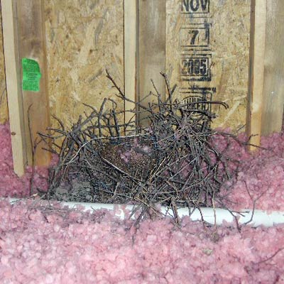 a bird's nest in attic insulation