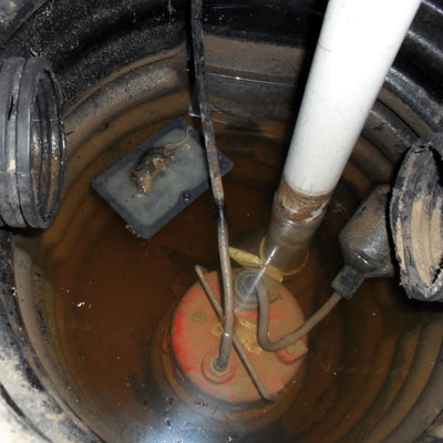 a dead mouse inside a sump pump
