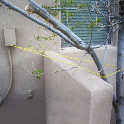 a tree tied to an electrical main