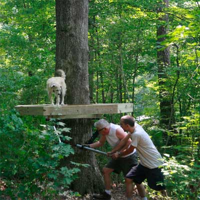 Tree House for Kids and Adults: Before in this old house reader remodel Best Sheds and Outbuilding Before and Afters 2012